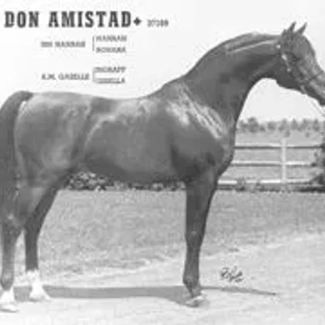 DON AMISTAD++