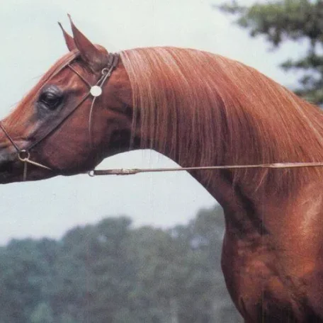 
          Photo by Luxemere Arabians
        