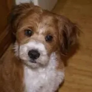 Corgipoo (Designer Dog)