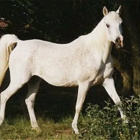 MOHEBA II