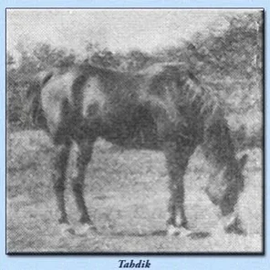 Tahdik