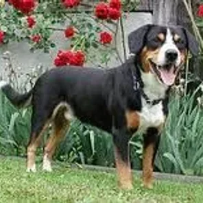 Entlebucher Mountain Dog