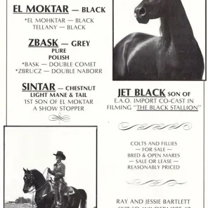 EL MOKTAR