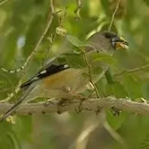 Chinese Grosbeak