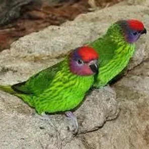 Goldie's Lorikeet