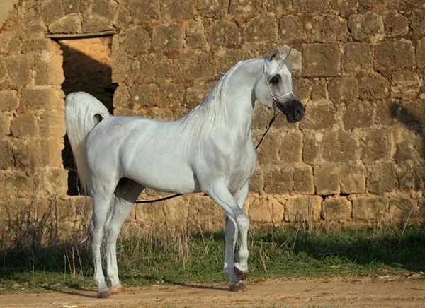 Al Ayal AA