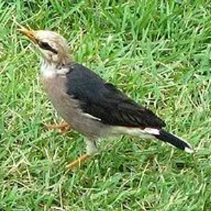 Vinous-breasted Starling