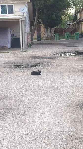 Idaho Dumpster Cats