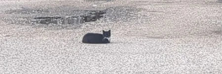 Mr Kitten cover photo