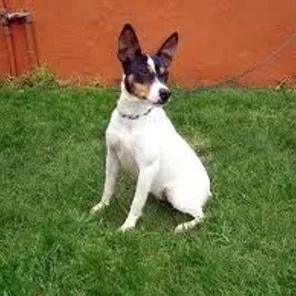Ratonero Bodeguero Andaluz