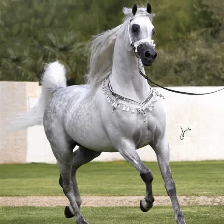 The 2014 Scottsdale Arabian Supreme Halter Champ...Baahir El Marwan.