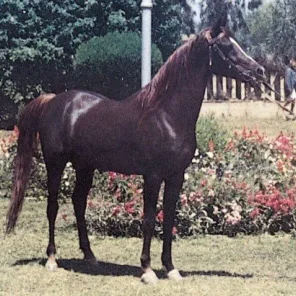 Alaa El Din