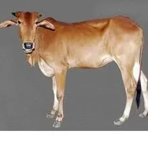 Lal Kandhari