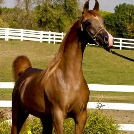 Rosa La Valentina owned by Marino Arabians.