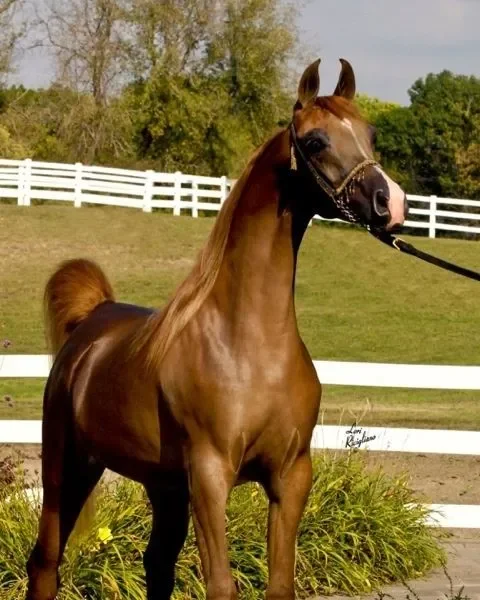 Rosa La Valentina owned by Marino Arabians.