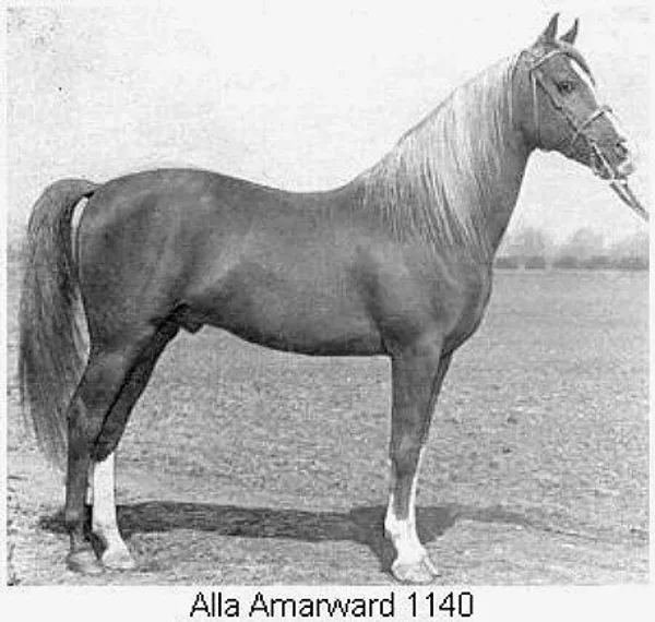 ALLA AMARWARD