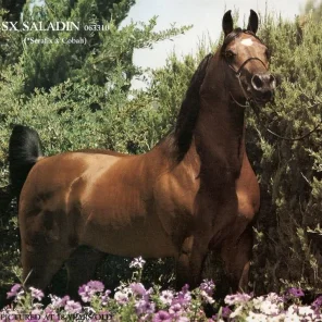 SX Saladin