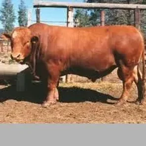 Symons Type