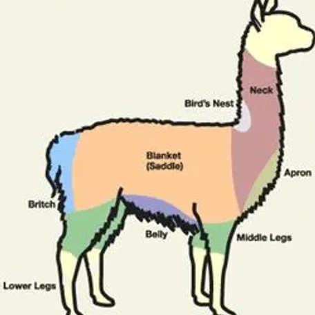 Alpaca vs Llama, What are the Differences
