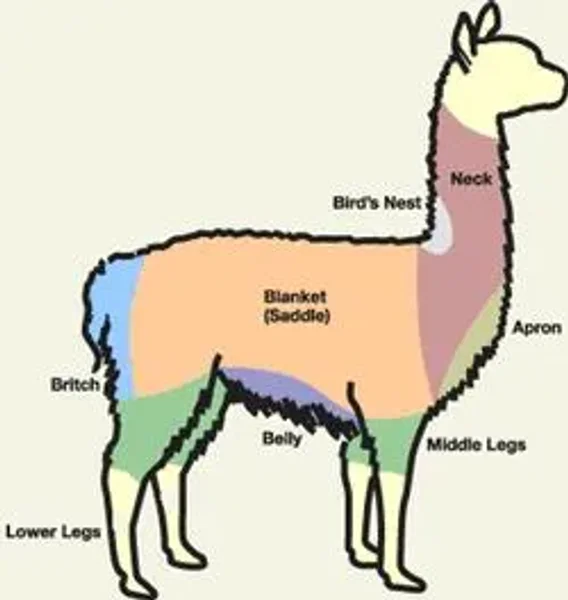 Alpaca vs Llama, What are the Differences