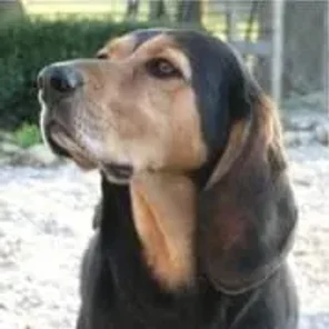 Black and Tan Virginia Foxhound