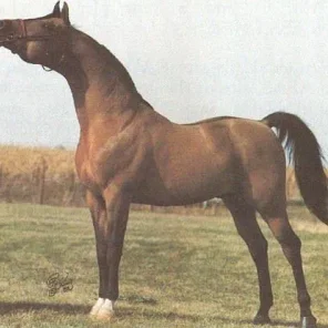 IVANHOE TSATAN