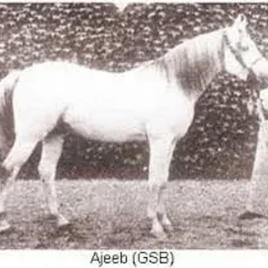 Ajeeb