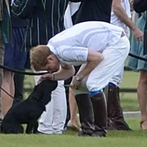 The Englilsh Royals and a Few of their Pets!