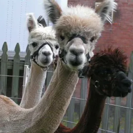 Alpaca vs Llama, What are the Differences