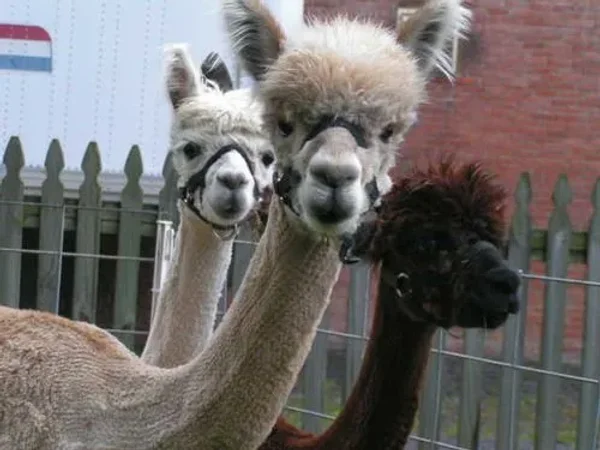 Alpaca vs Llama, What are the Differences
