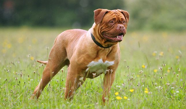 Dogue de Bordeaux