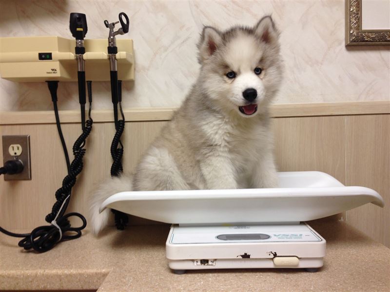 Vet-Visit Questionnaire