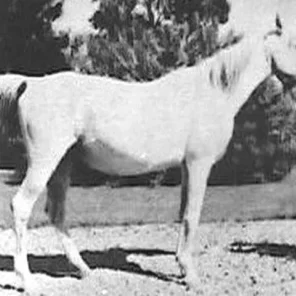 BINT ZAREEFA