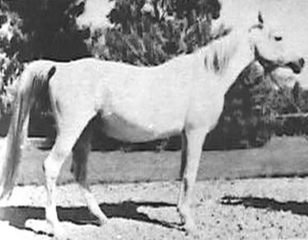 BINT ZAREEFA