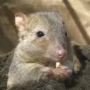 Bettong