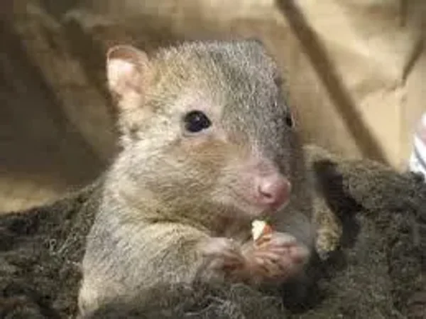 Bettong