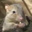 Bettong