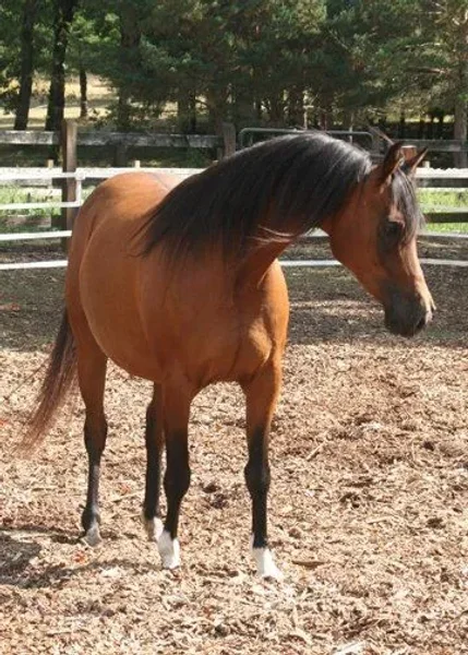 Cerrah