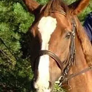 Horse Markings