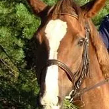Markings on horses usually are distinctive white areas on an otherwise dark base coat color. Most horses have some markings, and they help to identify the horse as a unique individual.