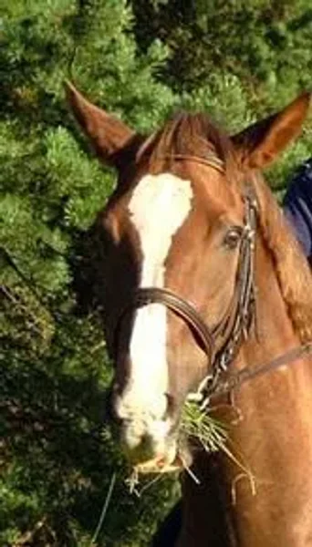 Markings on horses usually are distinctive white areas on an otherwise dark base coat color. Most horses have some markings, and they help to identify the horse as a unique individual.
