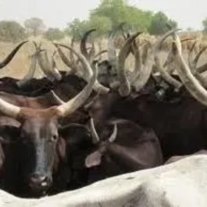 Fulani Sudanese