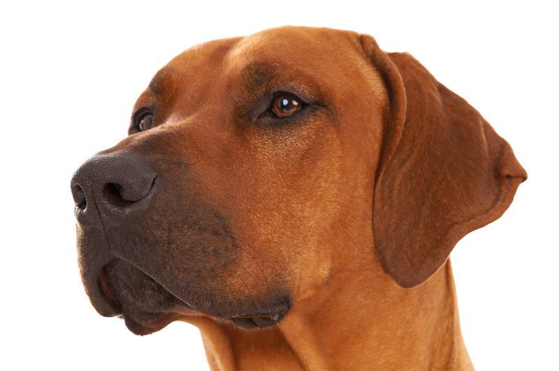 World’s Best Guard Dog Breeds - Part I