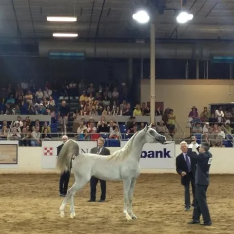 Excalibur E.A...Amazing!!!