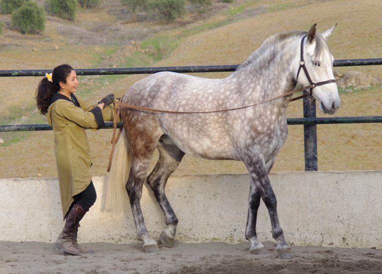Western Horse Training - Olden Days to Today
