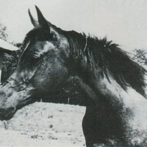 Ansata Nile Mist