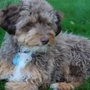 Miniature Aussiedoodle (Designer Dog)