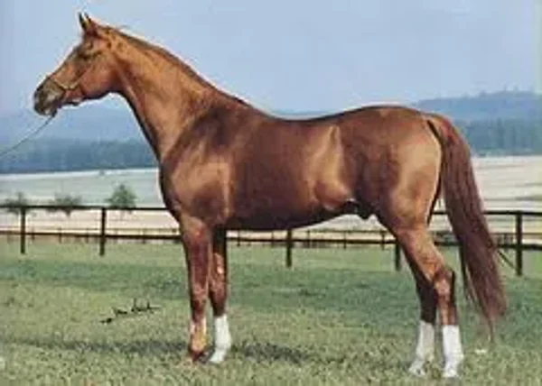 Kapello