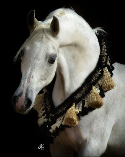 Egzonera