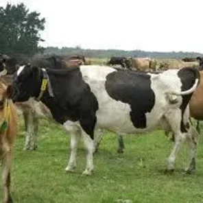 Friesian Red and White or Fries Roodbont Vee